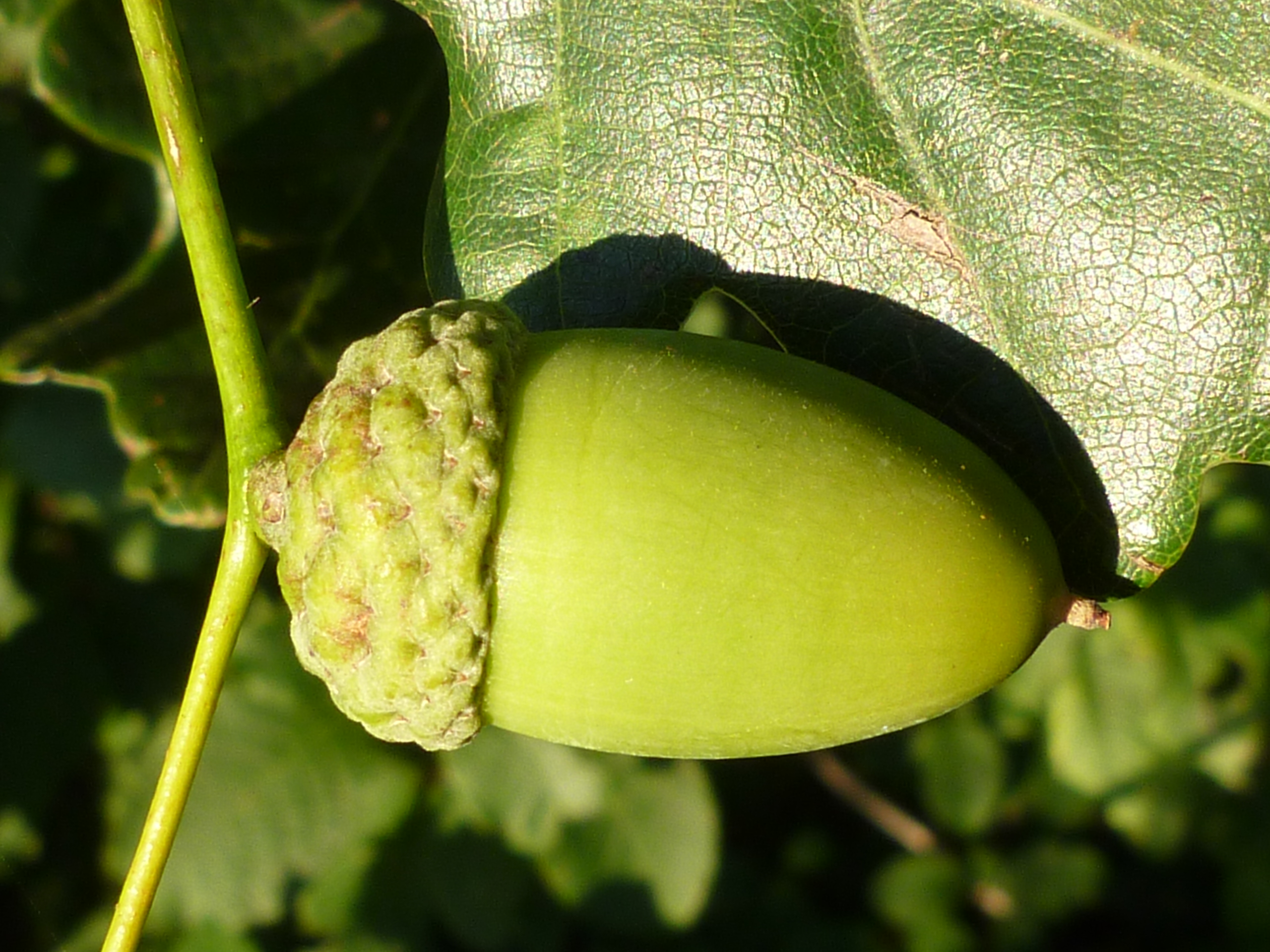 acorn