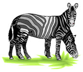 Zebra-Traum