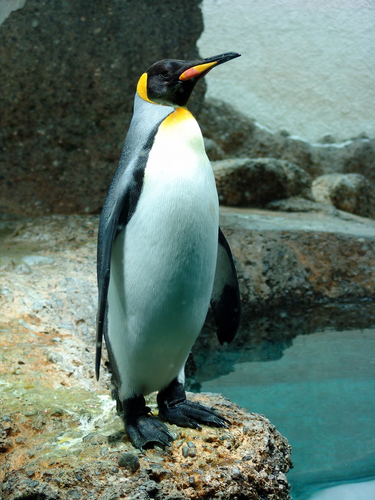 Pinguin-Traumbild,